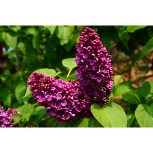 Zbliżenie kwitnącego, ciemnofioletowego Lilaka.