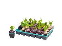 Hiacynt mix wys. 10cm 1szt don. 7cm