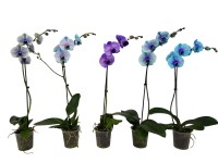 Storczyk (Phalaenopsis) - wys. 55 - 70 cm