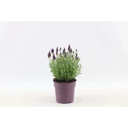 Lawenda wielkokwiatowa Anouk (Lavandula Sp.) - don. 12 cm