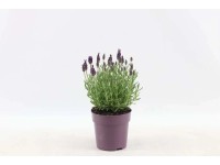 Lawenda wielkokwiatowa Anouk (Lavandula Sp.) - don. 12 cm