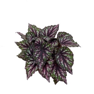 Begonia Jungle Wonders (Begonia Jungle Wonders) don. 14 cm