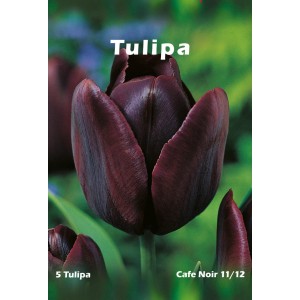 Ciemna cebulka tulipana 'Cafe Noir', zbliżenie kwiatu.
