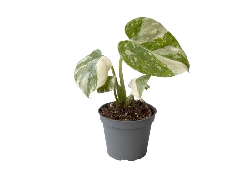monstera pflanze künstlich Monstera Künstlich - Künstliche Pflanzen main image 1