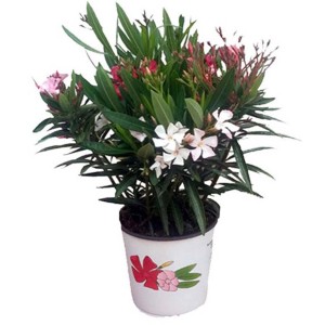 t.b.t. w doniczce, zielona roślina z białymi i różowymi kwiatami.