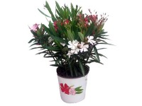 Oleander Trio - wys. 20-30 cm