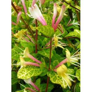 Żółto-różowo kwitnące pnącze (t.b.t.) z zielono-żółtymi liśćmi, dekoracyjna roślina doniczkowa.