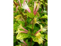 Wiciokrzew w odmianach (Lonicera sp.)