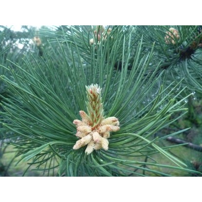 Sosna czarna (Pinus nigra)
