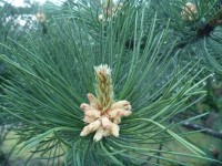 Sosna czarna (Pinus nigra)