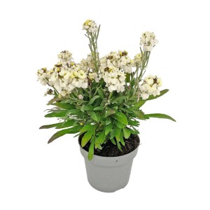 t.b.t. w doniczce: Kwitnąca roślina z białymi kwiatami i zielonymi liśćmi.