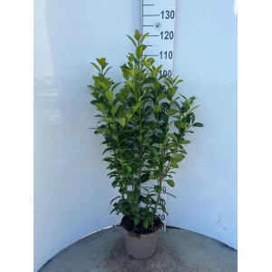 Miniaturowe drzewko owocowe, zielone liście w doniczce, ok. 130 cm wysokości.