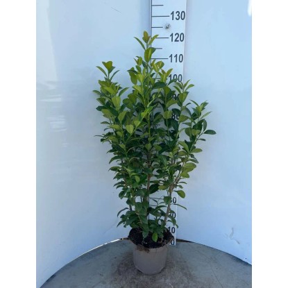 Laurowiśnia wschodnia (Prunuslaur Ani) - 100, don. 23 cm