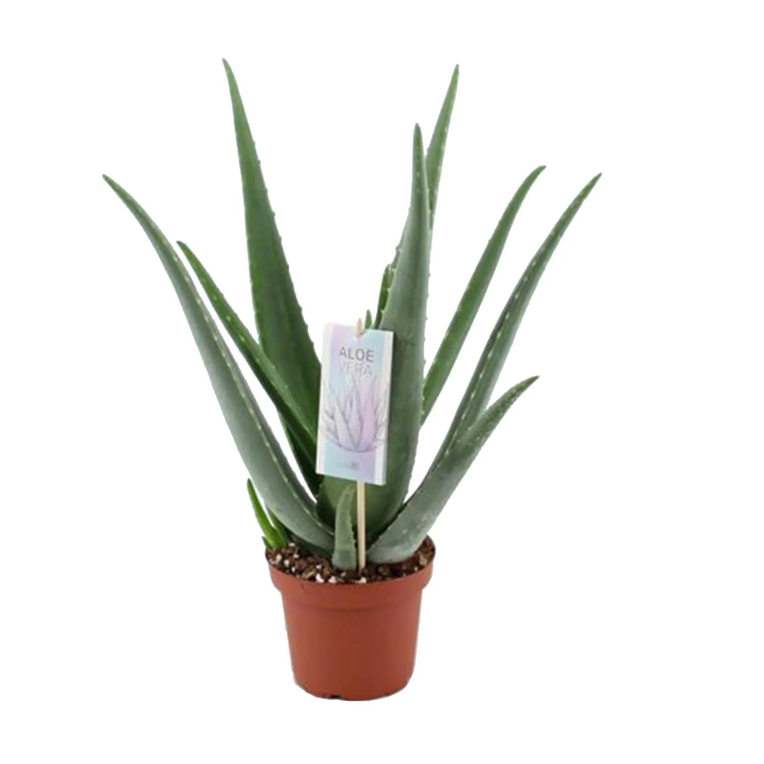 aloe vera 100 puro Real Aloe Juice 100% Purified & Filtered Quart