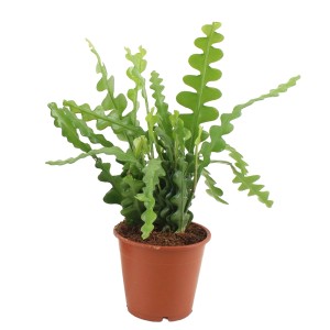 Zielony kaktus 't.b.t.' w brązowej doniczce z falistymi liśćmi.