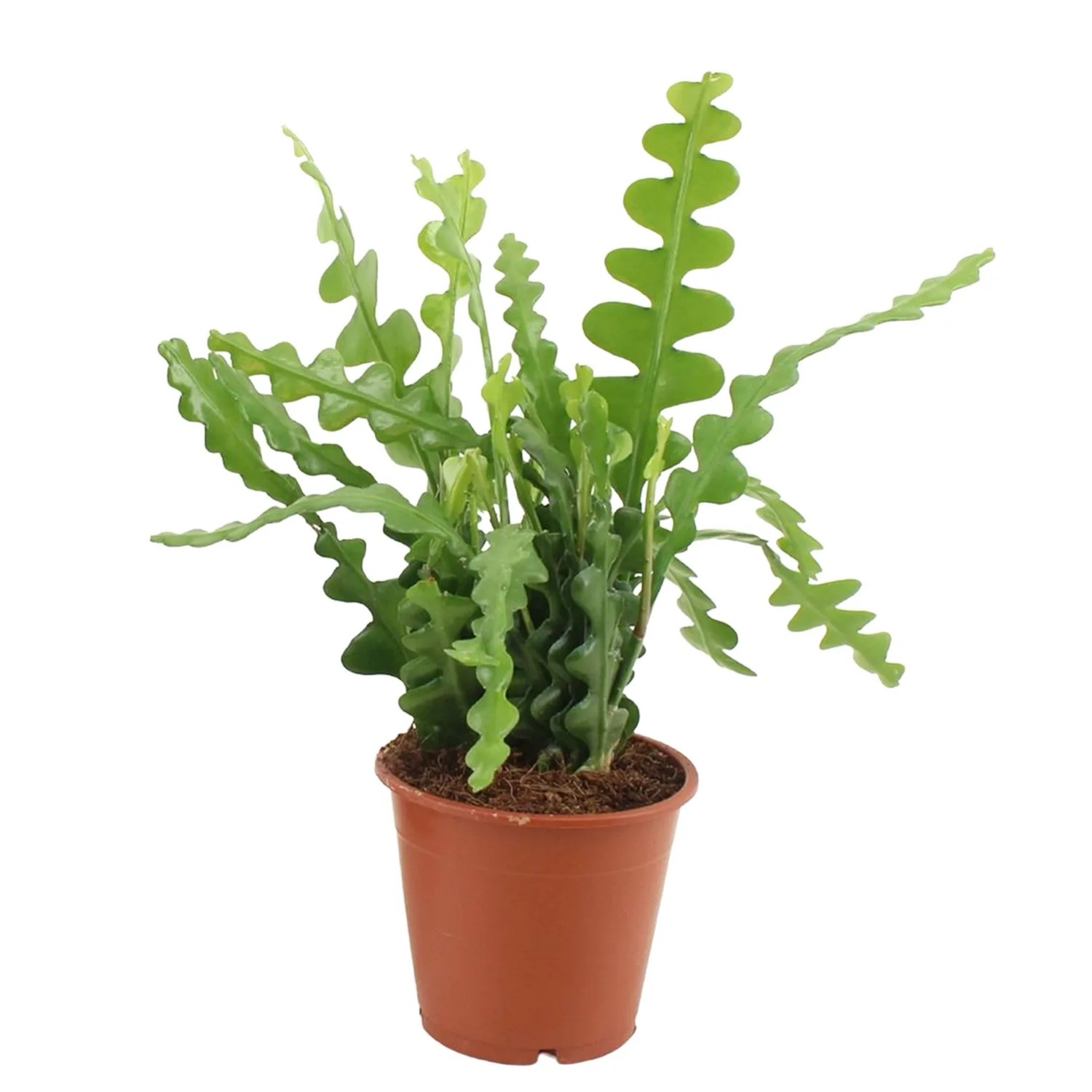 Kaktus zygzakowaty (Epiphyllum anguliger) - don. 12 cm
