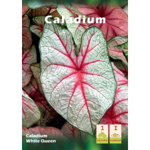 Bulwa Caladium 'White Queen' z białymi i czerwonymi liśćmi.