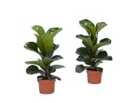 Fikus (Ficus Lyrata) Bambino - don. 12 cm