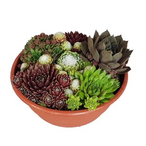 Kompozycja rojnika w misie (Ø 23 cm) z różnymi odmianami Sempervivum.