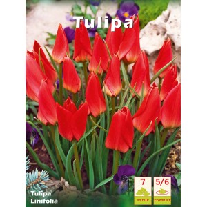 Czerwone tulipany Linifolia na rabacie, idealne do ogrodu. Kategoria: Cebulki kwiatowe.