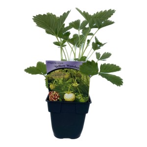 Poziomki i truskawki rozsada mix don. 9 cm