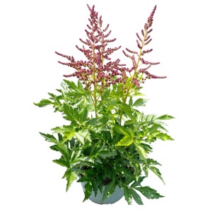 Tawułka japońska (Astilbe japonica Younique) mix don. 17 cm