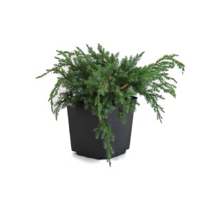 Jałowiec płożący w doniczce: Jałowiec okrywowy o niebiesko-zielonych igłach.