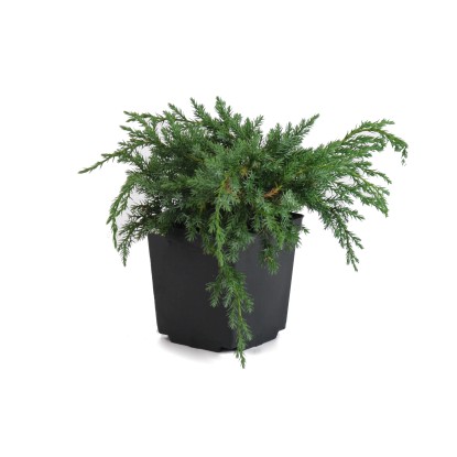 Jałowce w odmianach (Juniperus sp.)