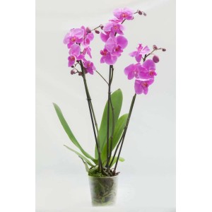 Różowa orchidea t.b.t. w doniczce. Roślina doniczkowa z delikatnymi kwiatami.