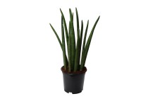 Sansewieria cylindryczna (Sansevieria cylindrica) Masoniana Victoria wys. 70 cm