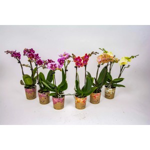 Różnokolorowe mini storczyki (t.b.t.) w ozdobnych doniczkach.