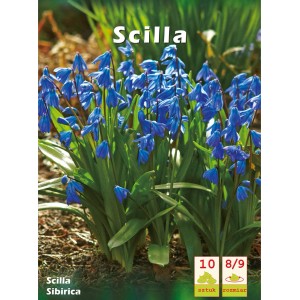 Cebulice syberyjska (Scilla siberica) cebulki kwiatowe z jasnoniebieskimi kwiatami.