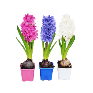 Trzy hiacynty (różowy, niebieski, biały) w kolorowych doniczkach. Wiosenne rośliny cebulowe.