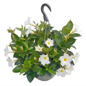 Dipladenia (Mandevilla) don. 25 cm