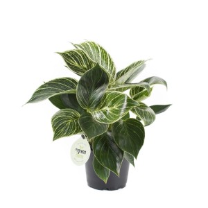 Zielona roślina doniczkowa t.b.t. z białymi paskami na liściach w czarnej doniczce.