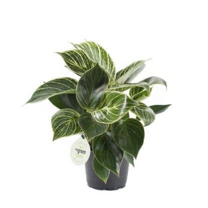 Filodendron (Philodendron white measure) - don. 11 cm
