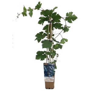 Młoda roślina Dzikie wino w doniczce z pomocą do wspinaczki.