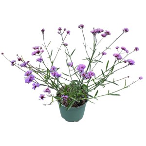 Werbena patagońska Lollipop (Verbena bonariensis) don. 17 cm