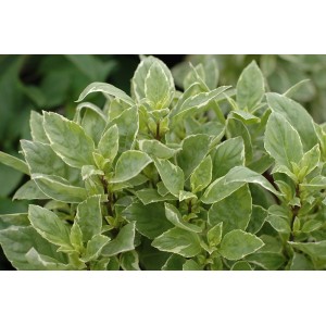 Kępa zioła t.b.t. (Zioła kulinarne) z zielono-białymi, pstrokatymi liśćmi.