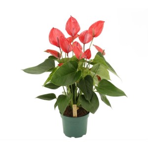 Anturium Melodia Ibis (Anthurium Melodia Ibis) don. 17 cm