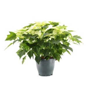 Jasna gwiazda betlejemska (t.b.t.) w doniczce, świąteczna dekoracja na Boże Narodzenie.