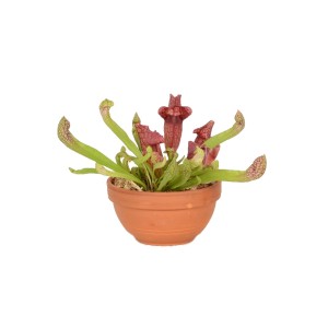 Dzbanecznik w doniczce, Sarracenia, czerwono-zielony. Idealny do domu i biura.