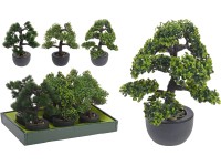 schley's bonsai Japanese Maple Specimen Bonsai