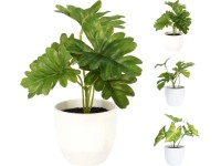 Monstera minima (Rhaphidophora tetrasperma) - 22-30 cm