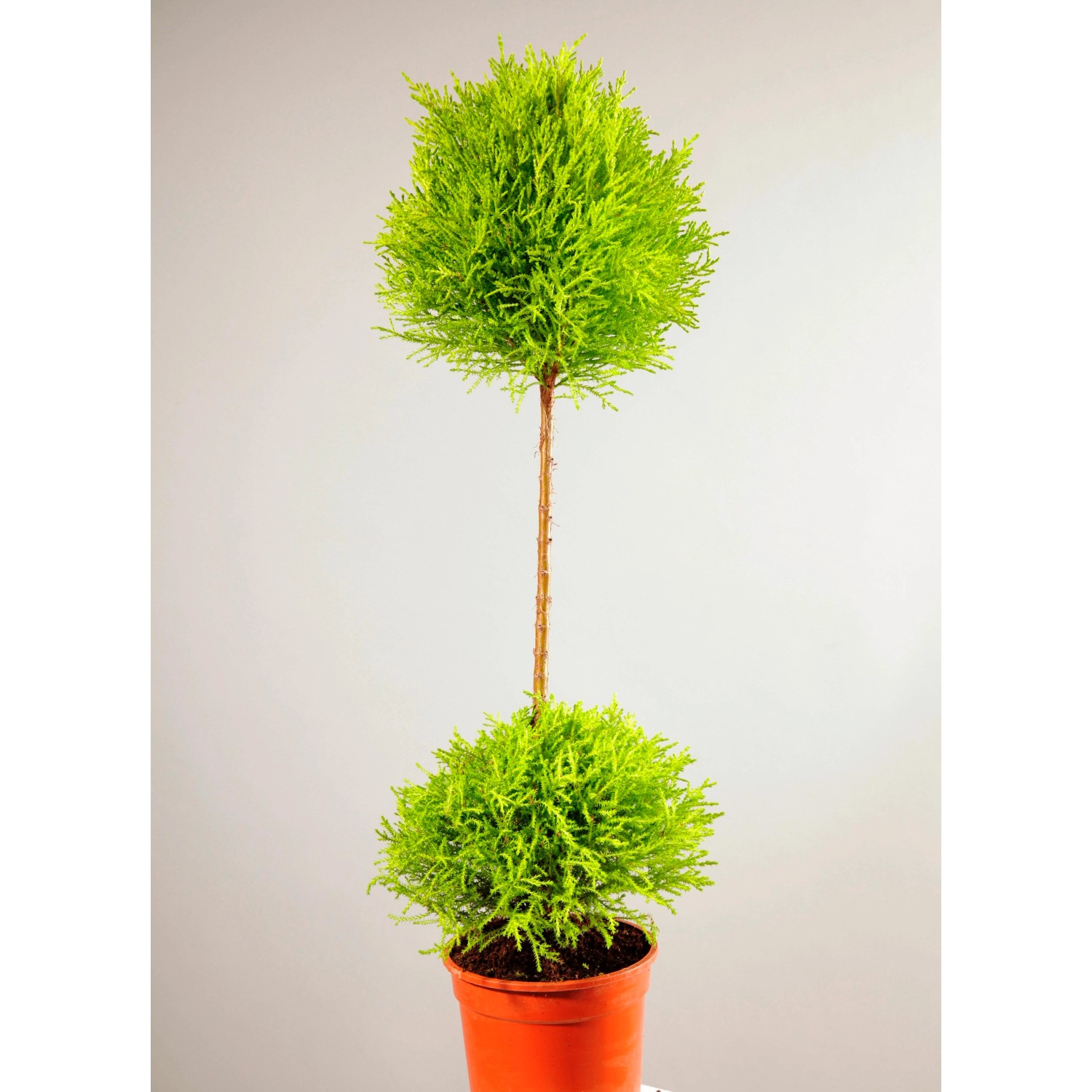 Купрессус голдкрест вилма. Кипарис goldcrest. Кипарис голд вилма. Кипарис вилма. Купрессус микрокарпа голдкрест вилма.